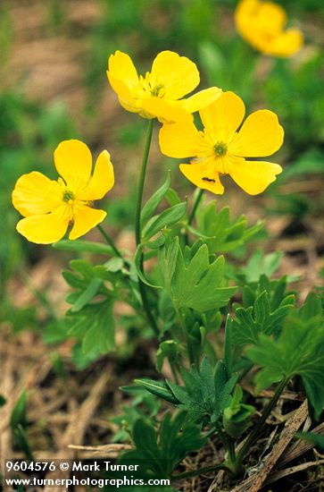 Ranunculus eschscholtzii