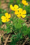 Ranunculus eschscholtzii