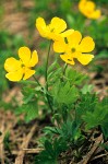 Subalpine Buttercup