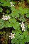 Rubus pedatus