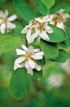 Serviceberry blossoms