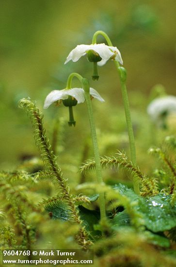 Moneses uniflora