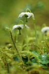 Single Pyrola among moss