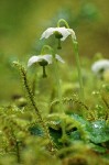 Moneses uniflora