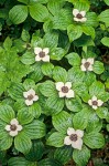 Clump of Bunchberry w/raindrops