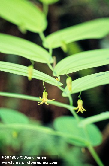 Streptopus amplexifolius