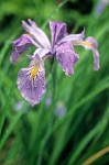 Tough-leaf Iris blossom after rain