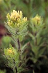 Castilleja parviflora var. albida