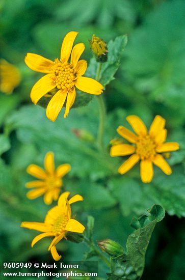 Arnica latifolia