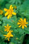 Arnica latifolia