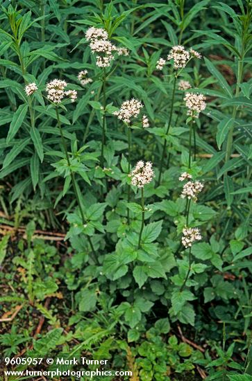 Valeriana sitchensis