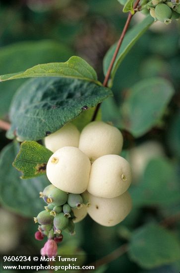 Symphoricarpos albus