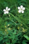 Geranium richardsonii