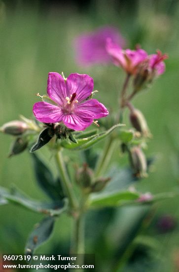 Geranium viscosissimum