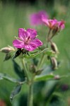 Sticky Geranium blossom