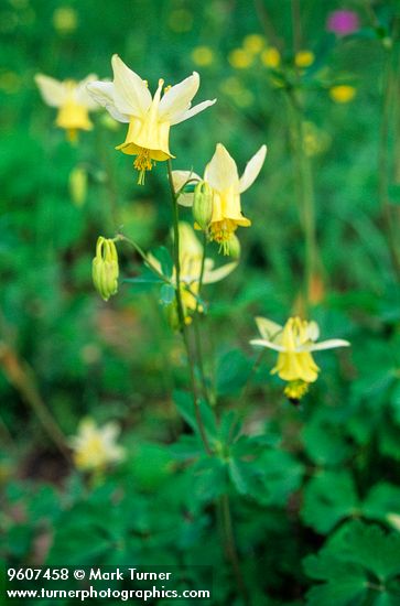 Aquilegia flavescens