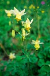 Pale Yellow Columbine