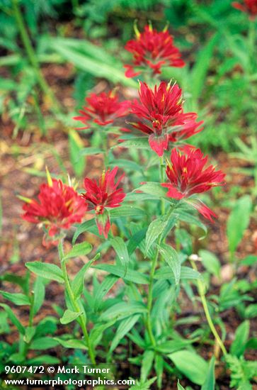 Castilleja miniata