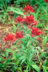 Castilleja miniata