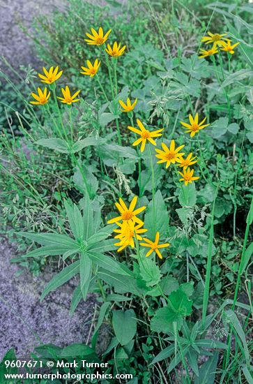 Arnica rydbergii