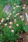 Erigeron coulteri