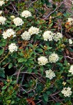 Ledum glandulosum