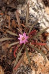 Dwarf Lewisia