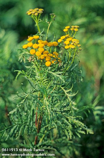 Tanacetum vulgare