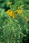 Tanacetum vulgare