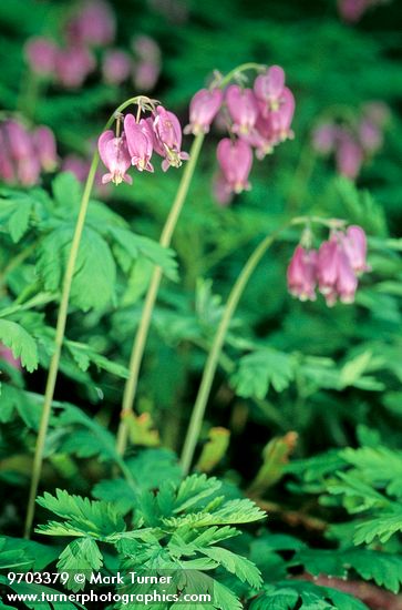 Dicentra formosa