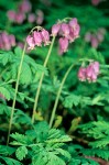 Dicentra formosa