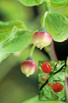 Red Huckleberry blossoms detail