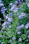 Mass of Forget-Me-Nots