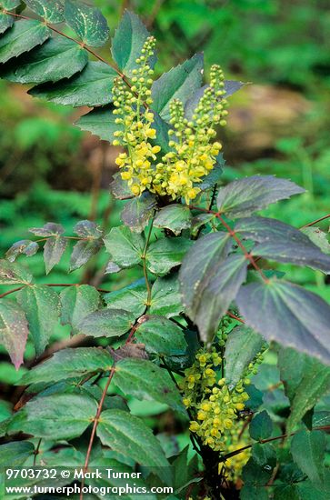 Mahonia nervosa