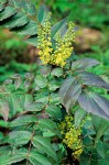 Oregon Grape blossoms & foliage