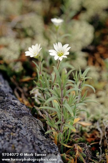 Cerastium arvense