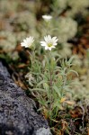 Meadow Chickweed adjacent to rock