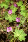 Geranium molle