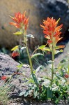 Giant Red Paintbrush on rocky coastal headland