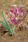 Allium platycaule