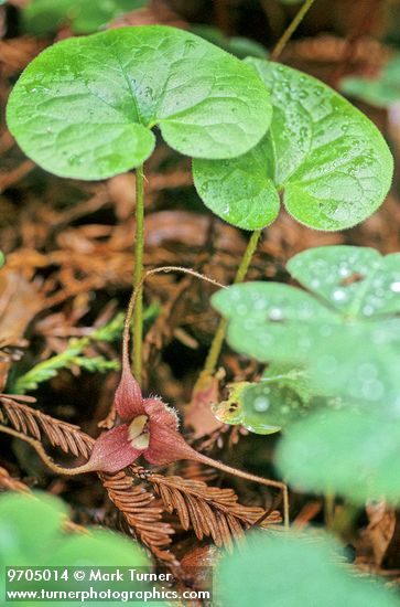 Asarum caudatum | Long-tailed Ginger | Wildflowers of the Pacific Northwest