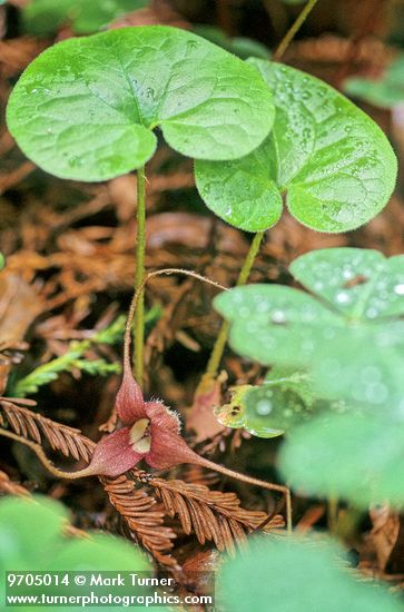 Asarum caudatum