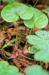 Asarum caudatum