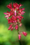 Andrews' Clintonia blossom cluster