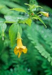 Toothed Monkey Flower among Maidenhair Ferns