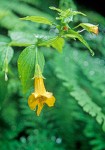 Mimulus dentatus