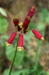 Firecracker Flower blossoms