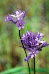 Dichelostemma multiflorum