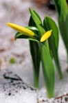 Glacier Lily buds coming through snow