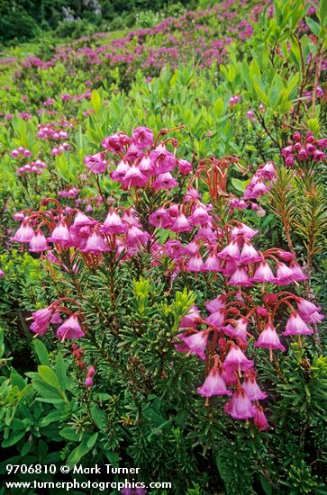 Pink Heather